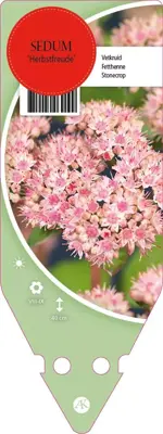 Sedum Herbstfreude (Hemelsleutel) - afbeelding 1