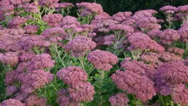 Sedum 'Herbstfreude' (Hemelsleutel) - afbeelding 2