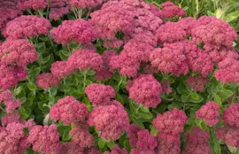 Sedum 'Herbstfreude' (Hemelsleutel) - afbeelding 3