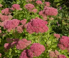 Sedum 'Herbstfreude' (Hemelsleutel) - afbeelding 4