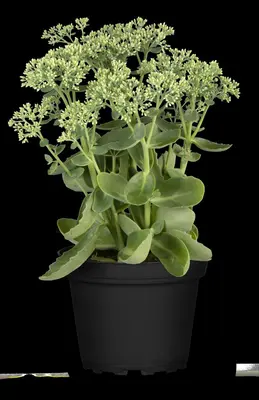 Sedum 'Herbstfreude' (Hemelsleutel) - afbeelding 10