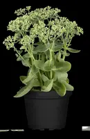 Sedum 'Herbstfreude' (Hemelsleutel) - afbeelding 10
