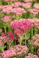 Sedum 'Herbstfreude' (Hemelsleutel) - afbeelding 12