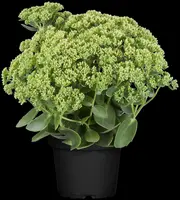 Sedum 'Herbstfreude' (Hemelsleutel) - afbeelding 9