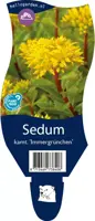 Sedum kamtschaticum 'Immergrün' (Vetkruid) - afbeelding 1