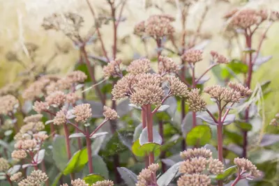 Sedum Matrona (Vetkruid) - afbeelding 5