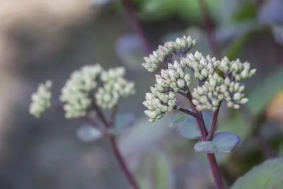 Sedum Matrona (Vetkruid) - afbeelding 6