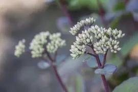 Sedum Matrona (Vetkruid) - afbeelding 6