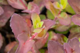 Sedum Matrona (Vetkruid) - afbeelding 7