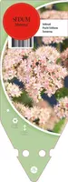 Sedum Matrona (Vetkruid) - afbeelding 1