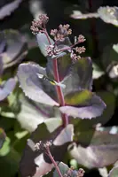 Sedum Matrona (Vetkruid) - afbeelding 4
