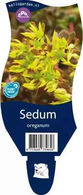 Sedum oreganum (Vetkruid) - afbeelding 1