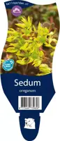 Sedum oreganum (Vetkruid) - afbeelding 1
