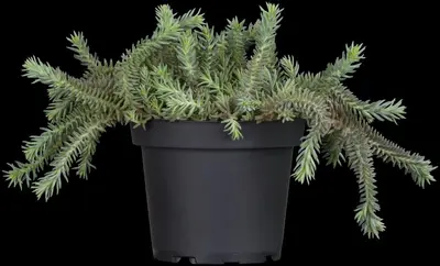 Sedum Reflexum (Tripmadam) - afbeelding 3