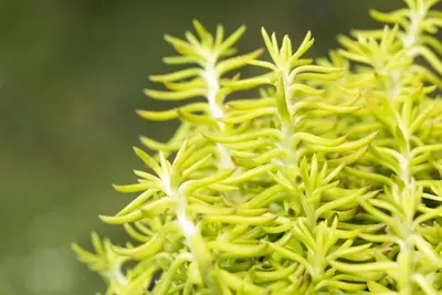 Sedum Reflexum (Tripmadam) - afbeelding 4