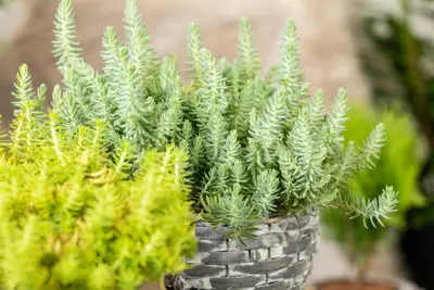 Sedum Reflexum (Tripmadam) - afbeelding 9