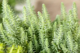 Sedum Reflexum (Tripmadam) - afbeelding 12