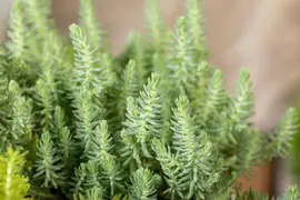 Sedum Reflexum (Tripmadam) - afbeelding 13