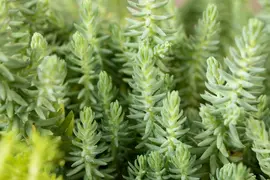Sedum Reflexum (Tripmadam) - afbeelding 15