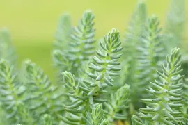 Sedum Reflexum (Tripmadam) - afbeelding 16