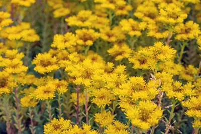 Sedum Reflexum (Tripmadam) - afbeelding 18