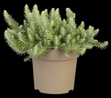 Sedum Reflexum (Tripmadam) - afbeelding 10