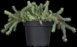 Sedum reflexum (Tripmadam) 20cm - afbeelding 4