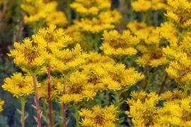 Sedum reflexum (Tripmadam) 20cm - afbeelding 18