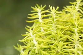 Sedum reflexum (Tripmadam) 20cm - afbeelding 5