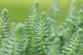 Sedum reflexum (Tripmadam) 20cm - afbeelding 8