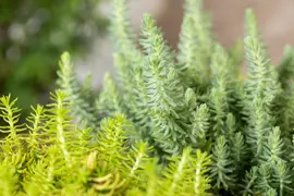 Sedum reflexum (Tripmadam) 20cm - afbeelding 12