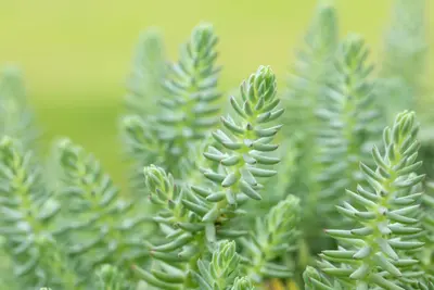 Sedum reflexum (Tripmadam) 20cm - afbeelding 17