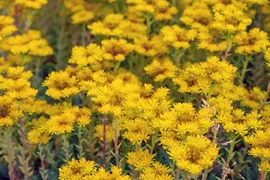 Sedum reflexum (Tripmadam) 20cm - afbeelding 19