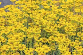 Sedum reflexum (Tripmadam) 20cm - afbeelding 21