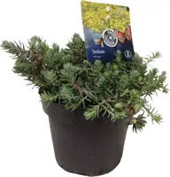 Sedum reflexum (Tripmadam) 20cm - afbeelding 2