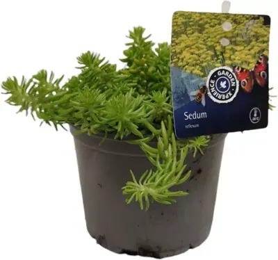 Sedum reflexum (Tripmadam) 20cm - afbeelding 3