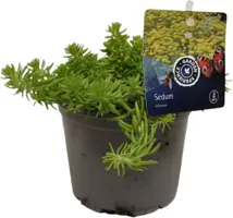 Sedum reflexum (Tripmadam) 20cm - afbeelding 3