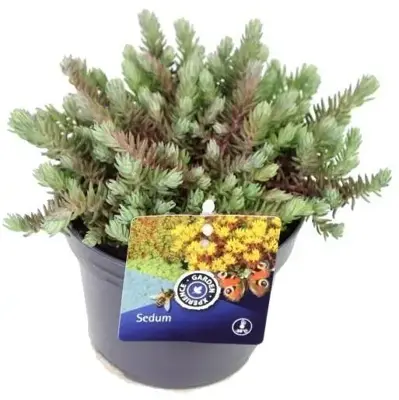 Sedum reflexum (Tripmadam) 20cm - afbeelding 1