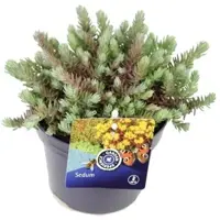 Sedum reflexum (Tripmadam) 20cm - afbeelding 1
