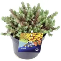 Sedum reflexum (Tripmadam) 20cm - afbeelding 1