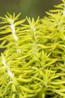 Sedum reflexum (Tripmadam) 20cm - afbeelding 6