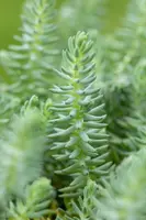 Sedum reflexum (Tripmadam) 20cm - afbeelding 9