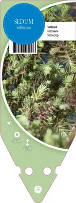 Sedum Reflexum (Tripmadam) - afbeelding 1