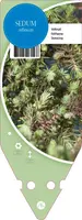 Sedum Reflexum (Tripmadam) - afbeelding 1