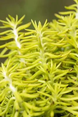 Sedum Reflexum (Tripmadam) - afbeelding 5