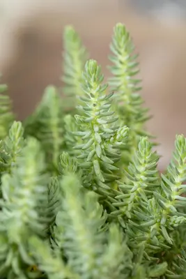 Sedum Reflexum (Tripmadam) - afbeelding 6