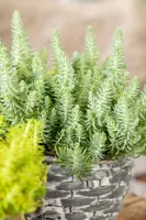 Sedum Reflexum (Tripmadam) - afbeelding 14