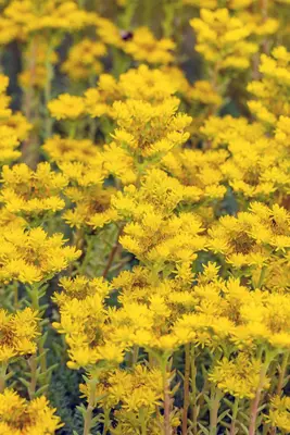 Sedum Reflexum (Tripmadam) - afbeelding 19
