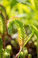 Sedum Reflexum (Tripmadam) - afbeelding 21