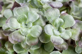 Sedum spathifolium 'Purpureum' (Vetkruid) - afbeelding 3